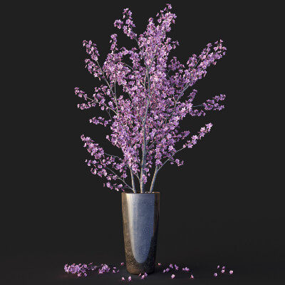 Sakura in Vase