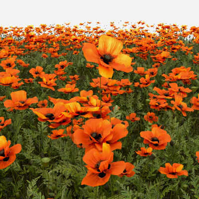 Poppy Field