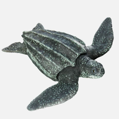 Leatherback Sea Turtle by CGZen