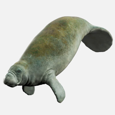 Manatee Rigged