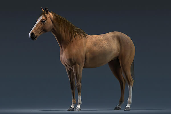 3D Models of Animals