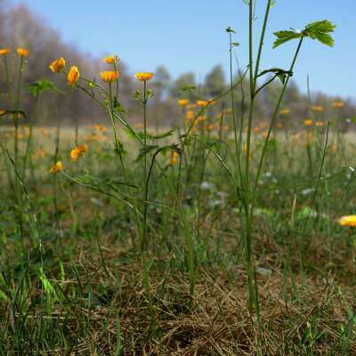 Creeping Buttercup Flower Meadow Patch