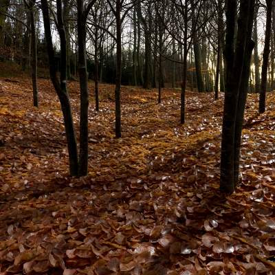 Dry Beech Leaves Pack