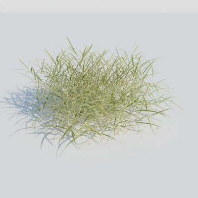 Gardeners Garter Grass