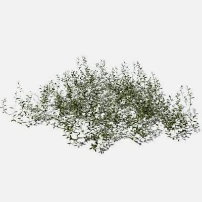 Prostrate Knotweed Pack