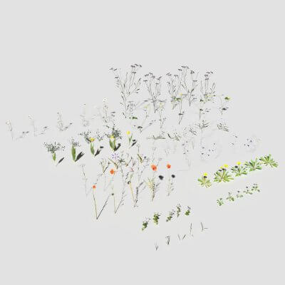 Wild Flower Plant Pack