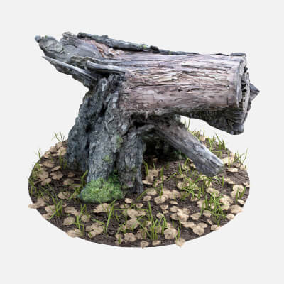 The Old Stump With Grass and Dry Leaves