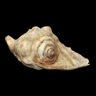 Seashell 3D Model